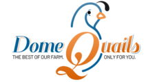 Dome Quails